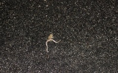 Pseudacris cadaverina