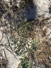 Asparagus exuvialis