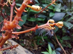 Erythrorchis altissima