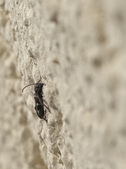 Phymatodes alni