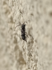 Phymatodes alni