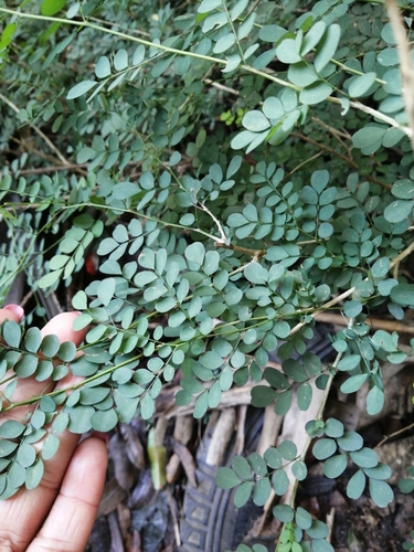 Image of Indigofera sylvicola by (c) Mmatjie Mashao, some rights reserved (CC BY-SA)