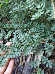 Indigofera micrantha