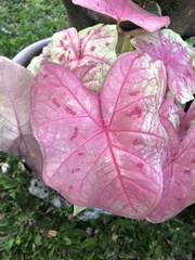 Caladium bicolor