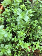 Thymus × citriodorus