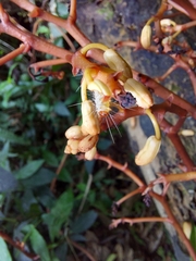 Erythrorchis altissima