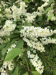 Prunus padus