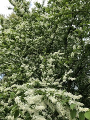 Prunus padus