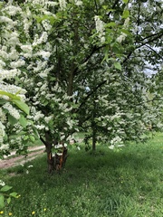 Prunus padus