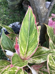 Caladium