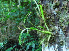 Prosthechea ochracea