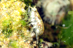 Gondogeneia microdeuteropa
