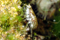 Gondogeneia microdeuteropa