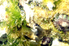 Galeolaria caespitosa