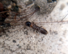 Reticulitermes speratus