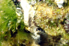 Galeolaria caespitosa