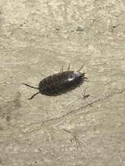 Porcellio laevis