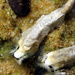 Intertidal Tubeworm - Photo (c) Matt Tank, some rights reserved (CC BY-NC), uploaded by Matt Tank