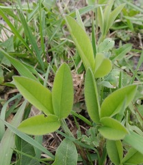 Trifolium medium