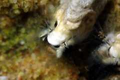 Galeolaria caespitosa