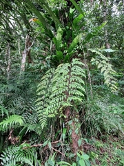 Asplenium neolaserpitiifolium