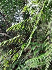 Asplenium neolaserpitiifolium