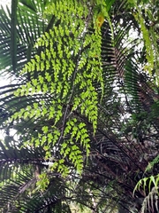 Asplenium neolaserpitiifolium