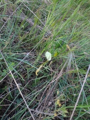 Vicia lutea