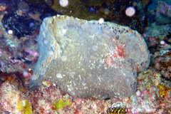 Psammocinia