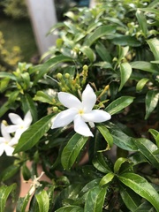 Tabernaemontana divaricata