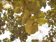 Piliostigma foveolatum