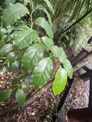 Pennantia cunninghamii