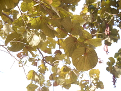 Piliostigma foveolatum