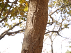 Piliostigma foveolatum