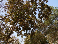 Piliostigma foveolatum