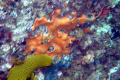 Polysyncraton