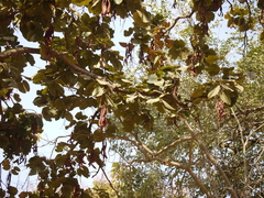 Piliostigma foveolatum