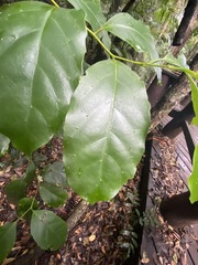 Pennantia cunninghamii