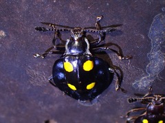 Eumorphus marginatus