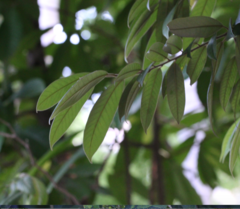 Castanopsis concinna