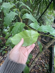 Pennantia cunninghamii