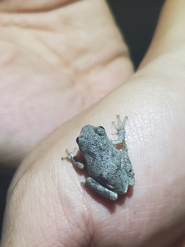 Cope's Gray Tree Frog photographed in Nebraska