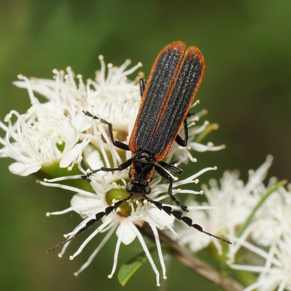 Pseudolycus marginatus