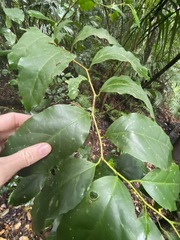 Pennantia cunninghamii