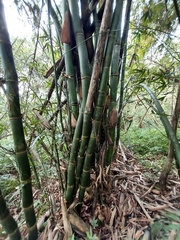 Phyllostachys edulis