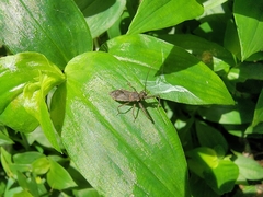 Tapirocoris annulatus