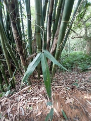 Phyllostachys edulis