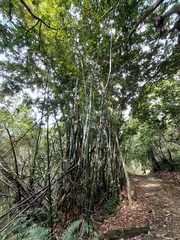 Phyllostachys edulis