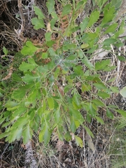 Notobubon galbanum