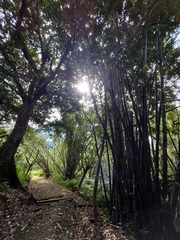 Phyllostachys edulis